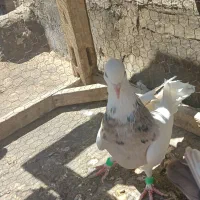 کفتر هوایی طوقی هفت رنگ