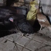 دوعددبوقلمون ماده به فروش میرسد