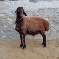بره نر|حیوانات مزرعه|کوهدشت, |دیوار