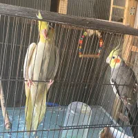 عروس هلندی