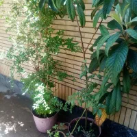 دو عددنهال ازگیل ویک عددنهل انار بفروش میرسد