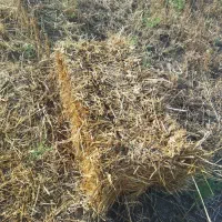کاه پرس گندم