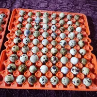 تخم خوراکی بلدرچین بسته بندی ۱۲ عددی