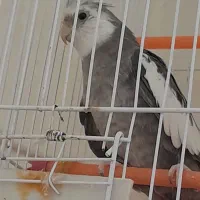 عروس هلندی خاکستری