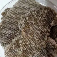 عسل فروشی طبیعی