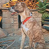 سگ نگهبانی و گله