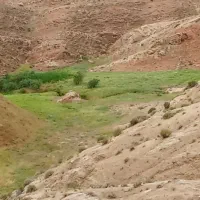 چوپانی