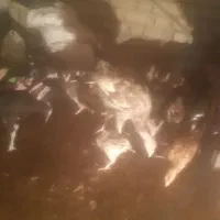 جوجه بوقلمون زیرمرغی