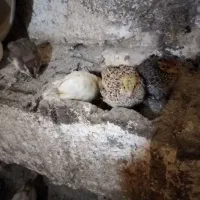 جوجه بلدرچین 20 روزه سالموسرحال