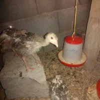 جوجه بوقلمون ۳ماهه