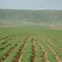 برداشت نخود