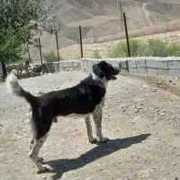سگ نر|سگ|آبش احمد, |دیوار