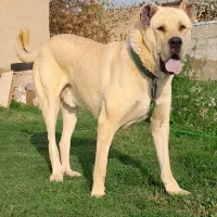 از نسل بز سرخاب قد ۹۰ وزن ۸۰
