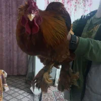 تخم مرغ نطفه دار نژاد برهما