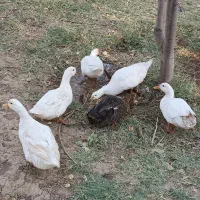 اردک|حیوانات مزرعه|خرم‌آباد, |دیوار