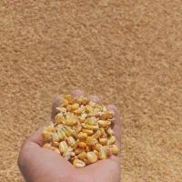 فروش ذرت و سویا