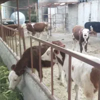 نگهبانی و سرایداری