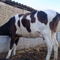 گاوقربانی چاق