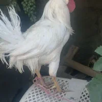 خروس