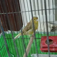 قناری ماده