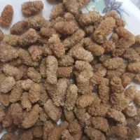 فروش توت خشک