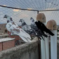 چهار عدد کبوتر صید شده اویناق عالی