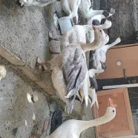 غاز محلی پرنده