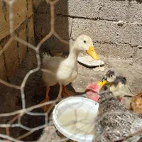 سه عدد اردک نر وماده