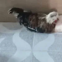 مرغ وخروس سلطانی