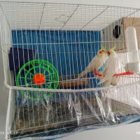 ۳مرغ عشق باقفس