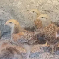 «جوجه محلی ۲۵روزه اصل»