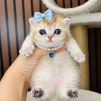 بلک گلد اسکاتیش اشرافی