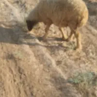 میش داشتی