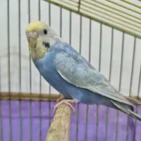 مرغ عشق ماده رینبو