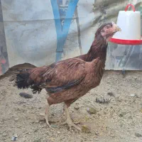 مرغ جوان لاری