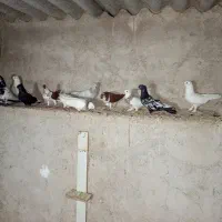 کبوتر با قیمت مناسب