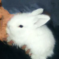 بچه خرگوش لوپ مینیاتوری و دورگه