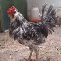 خروس گلین فول کیفیت رنگ خاص