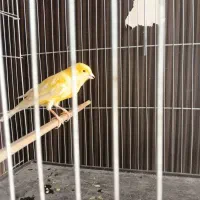 نر طلایی بلند