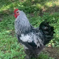 خروس برهما سلطان سنگین وزن