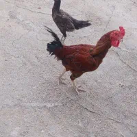 مرغ و خروس فروشی
