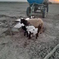 یک کوسفند با دو بره درجه یک بفروش میرسد