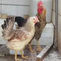 مرغ و خروس بالغ مرغ تخم گذار