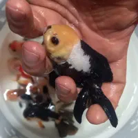 ماهی گلدفیش تاپ گرید