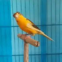 پرنده|پرنده|کوهدشت, |دیوار