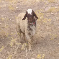 بره قوچ سنجابی