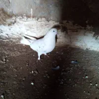 کبوتر|پرنده|سراب, |دیوار