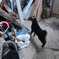 بز مولد|حیوانات مزرعه|رشت, ولکس|دیوار