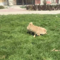 سگ پامر