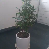 گل زیبابفروش میرسد